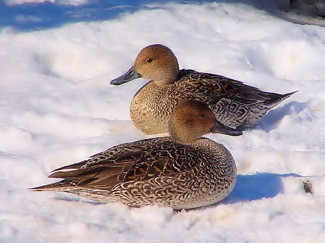 C@IiKK ij@@΁@ԑ@@2008/02/06@Photo by Kohyuh