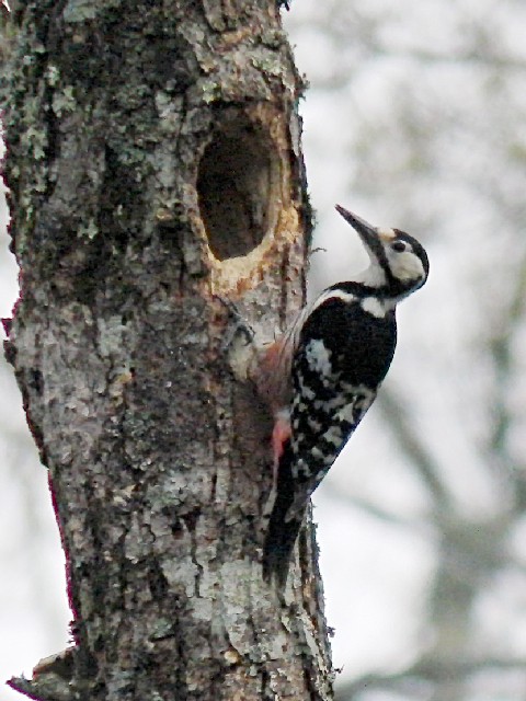  @ IIAJQ @@@ˉB@쌧@2008/05/15@ Photo by Mitchao