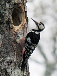 sIIAJQt@ʐ^̓NbNŊg傷