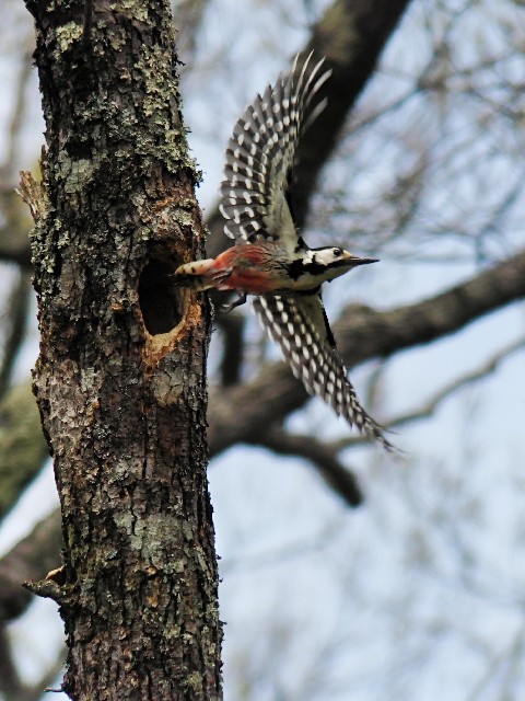 A IIAJQ @@@ˉB@쌧@2008/05/15@ Photo by Mitchao