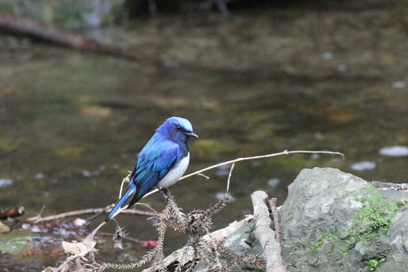 II @@iU-1j@ʁ@s@2015/04/16@Photo by Manda