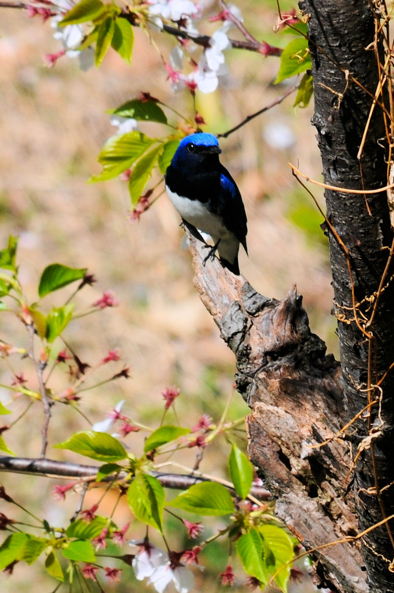  II @@iQ-1j@@s@2019/04/13@Photo by Kohyuh