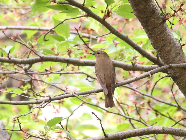 ʐ^-20140417@II @@iS-1j@@2014/04/17@Photo by Manda@(ʐ^񋟁F@ݓc)