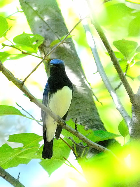 D-P@II @@cs@痢@2012/09/28@Photo by Kohyuh