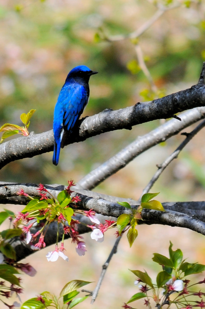  II @@iQ-2j@@s@2019/04/13@Photo by Kohyuh