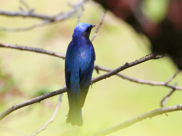 ʐ^-20140417@II @@iS-2j@@2014/04/17@Photo by Manda@(ʐ^񋟁F@ݓc)