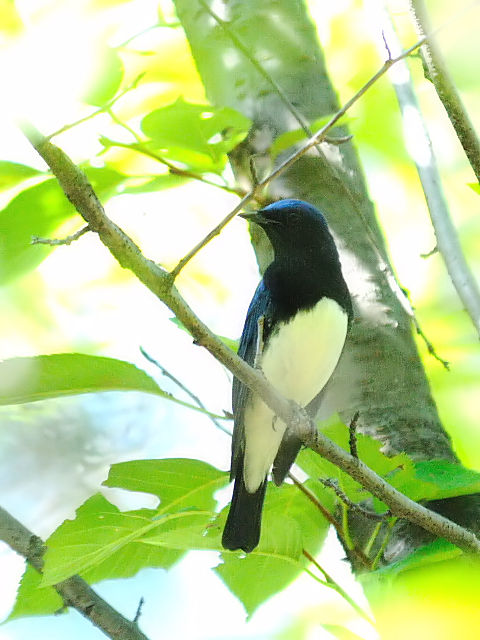 D-Q@II @@cs@痢@2012/09/28@Photo by Kohyuh