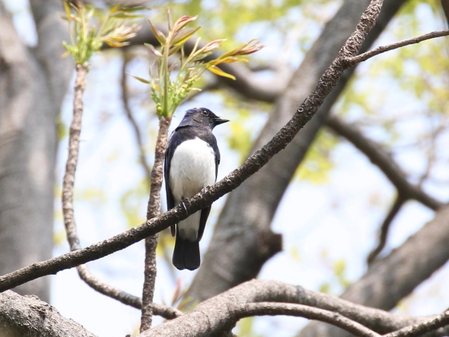 ʐ^-20140417@II @@iS-3j@@2014/04/17@Photo by Manda@(ʐ^񋟁F@ݓc)