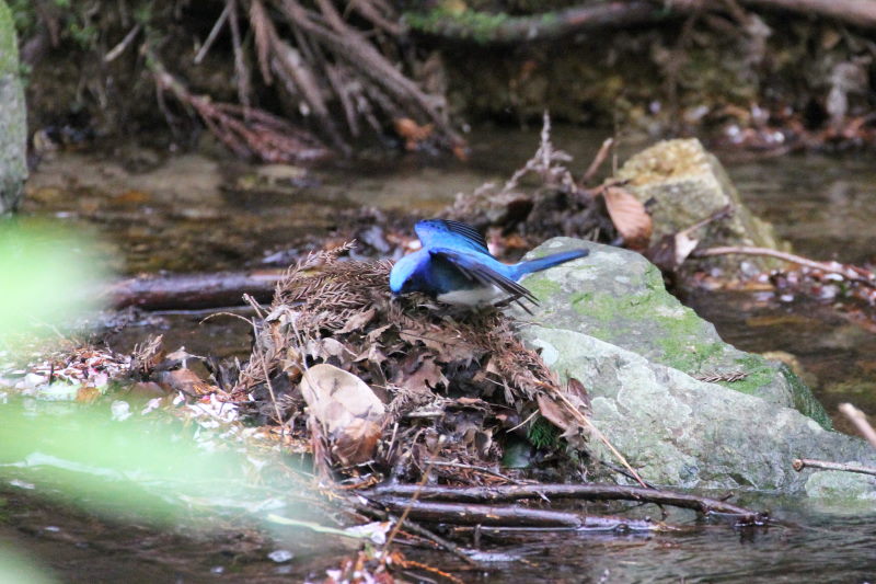 II @@iU-4j@ʁ@s@2015/04/16@Photo by Manda