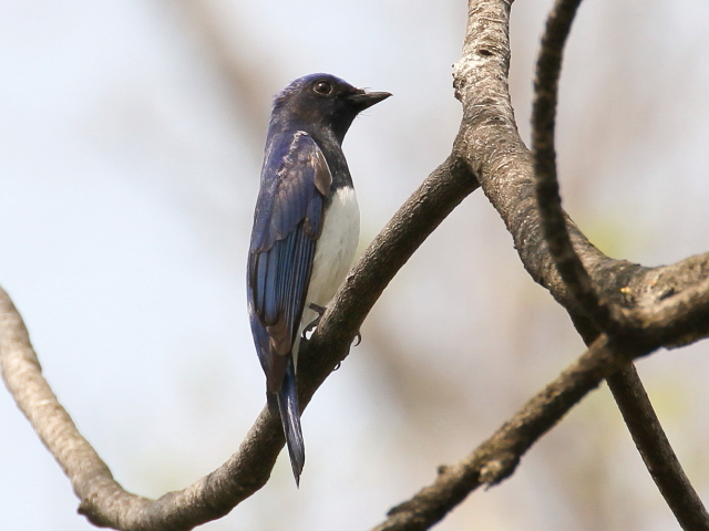 ʐ^-20140417@II @@iS-4j@@2014/04/17@Photo by Manda@(ʐ^񋟁F@ݓc)