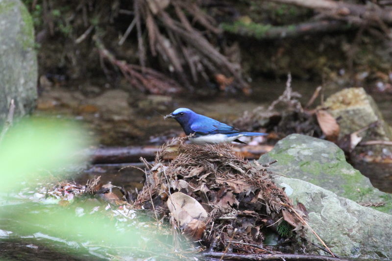 II @@iU-5j@ʁ@s@2015/04/16@Photo by Manda