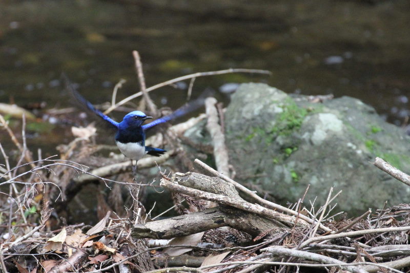 II @@iU-6j@ʁ@s@2015/04/16@Photo by Manda