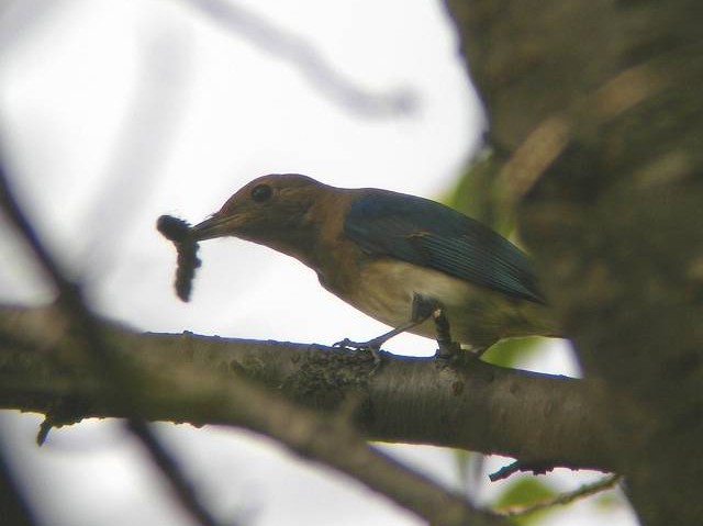 A II@ᒹ@s@@@2006/09/30@Photo by Takayama