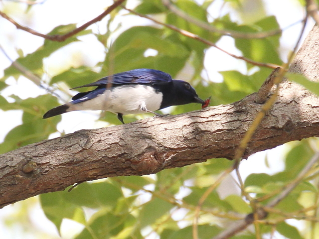 F II @@s@@2013/04/14@Photo by Manda@ʐ^F񋟁F@ݓcj