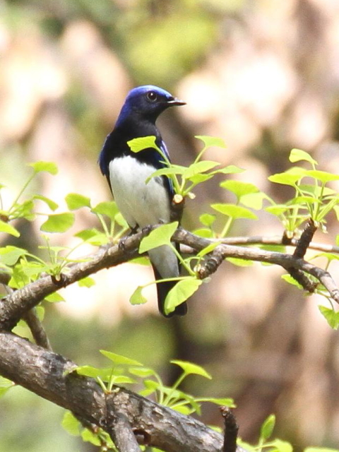 G II @@s@@2013/04/14@Photo by Manda@ʐ^G񋟁F@ݓcj