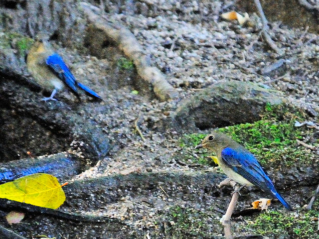 C-P@II @ᒹ@s@@2012/10/19@Photo by Kohyuh