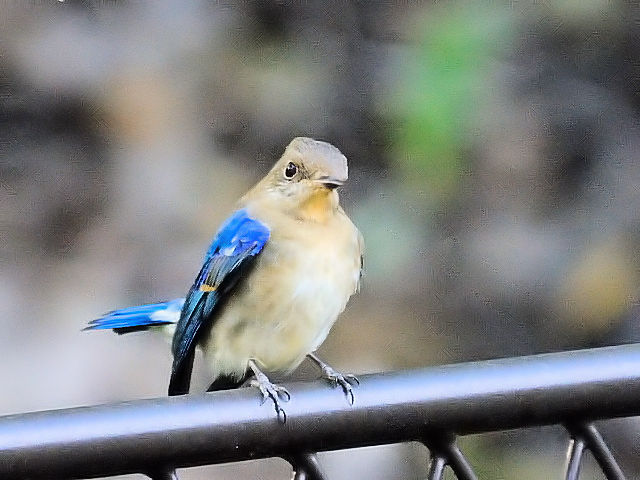 C-R@II @ᒹ@s@@2012/10/19@Photo by Kohyuh