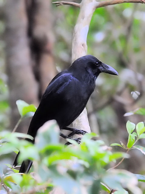 ① オサハシブトガラス　成鳥　石垣島　沖縄県　2011/01/26　Photo by Kohyuh