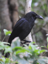 《オサハシブトガラス》　写真はクリックで拡大する