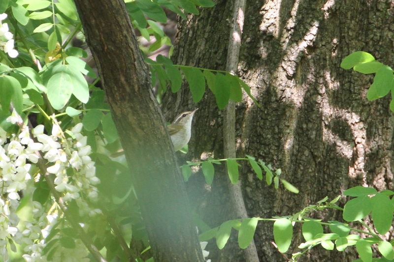 センダイムシクイ （４態-1） 大阪城　大阪市 2015/05/02　Photo by manda