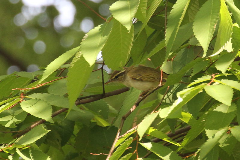 センダイムシクイ （４態-2） 大阪城　大阪市 2015/05/02　Photo by manda