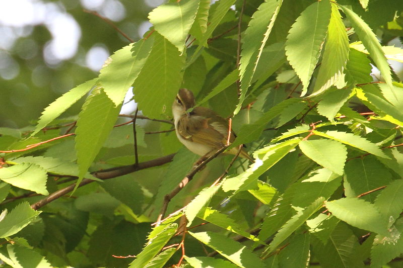 センダイムシクイ （４態-3） 大阪城　大阪市 2015/05/02　Photo by manda