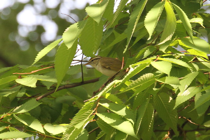 センダイムシクイ （４態-4） 大阪城　大阪市 2015/05/02　Photo by manda