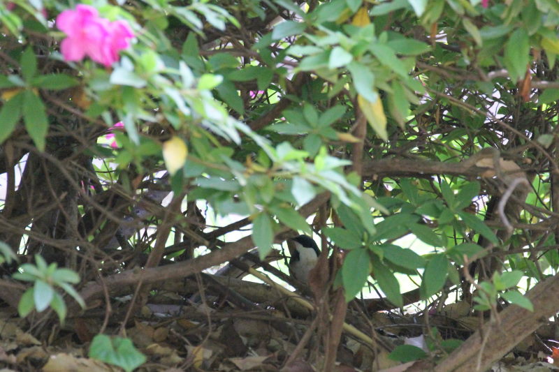 コルリ （２態-1） 大阪城　大阪市 2015/05/02　Photo by manda