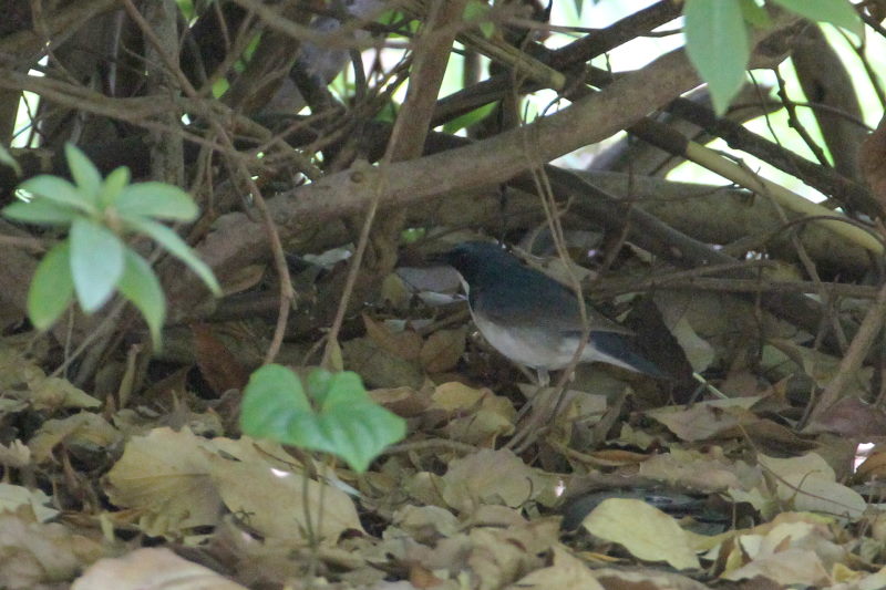 コルリ （２態-2） 大阪城　大阪市 2015/05/02　Photo by manda