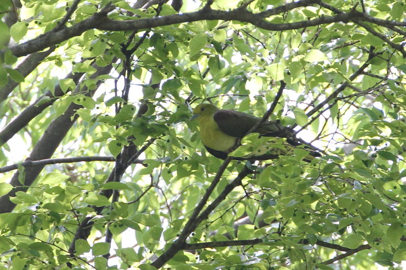 アオバト （２態-1） 大阪城　大阪市 2015/05/02　Photo by manda