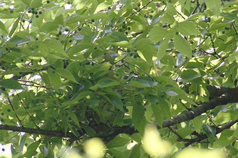 アオバト （２態-2） 大阪城　大阪市 2015/05/02　Photo by manda