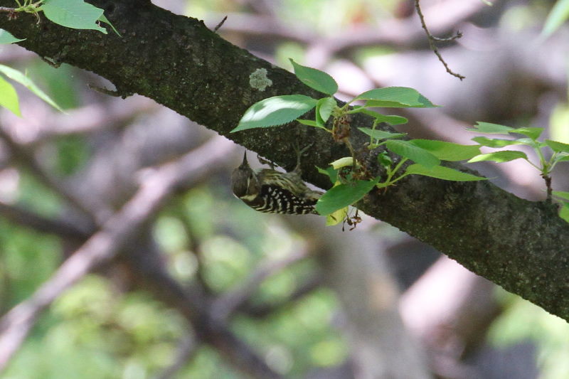 コゲラ 大阪城　大阪市 2015/05/02　Photo by manda