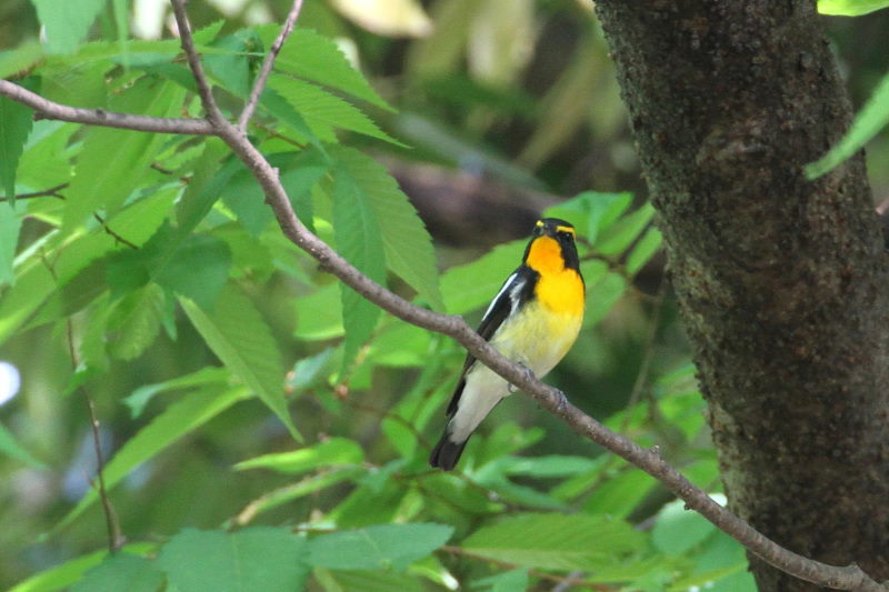 キビタキ （４態-1） 大阪城　大阪市 2015/05/02　Photo by manda