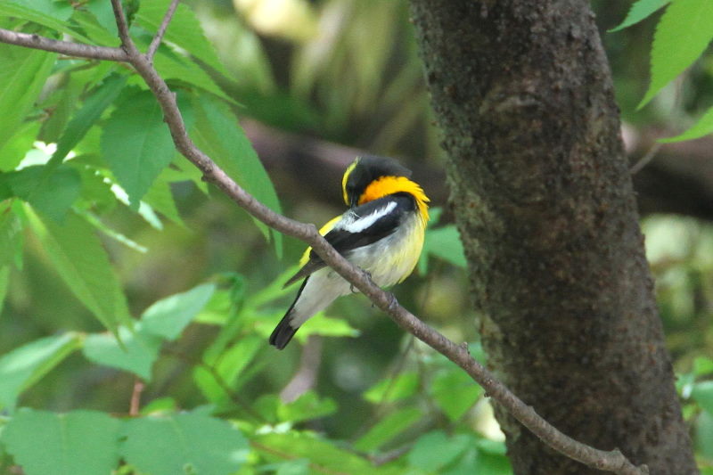 キビタキ （４態-2） 大阪城　大阪市 2015/05/02　Photo by manda