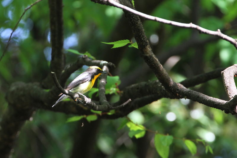 キビタキ （４態-3） 大阪城　大阪市 2015/05/02　Photo by manda