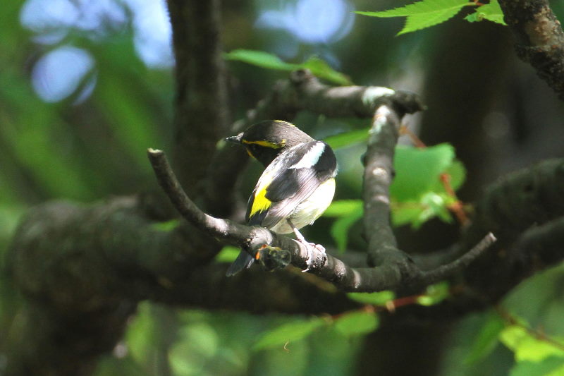 キビタキ （４態-4） 大阪城　大阪市 2015/05/02　Photo by manda