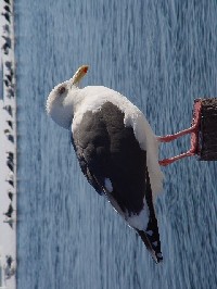 sIIZOJt@ʐ^̓NbNŊg傷