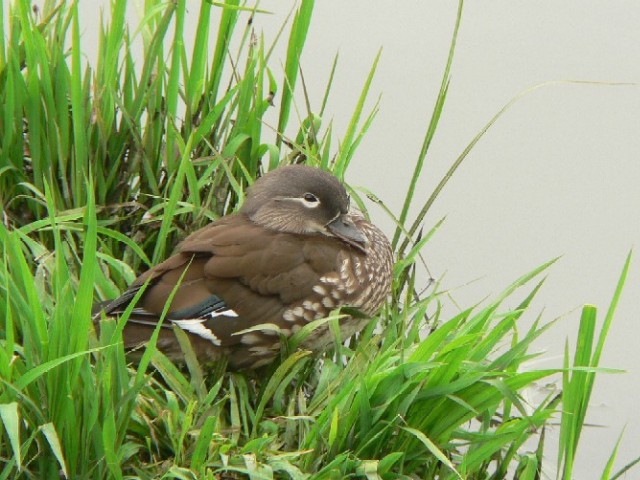 B IVh @J@s@2007/04/23@Photo by Takase