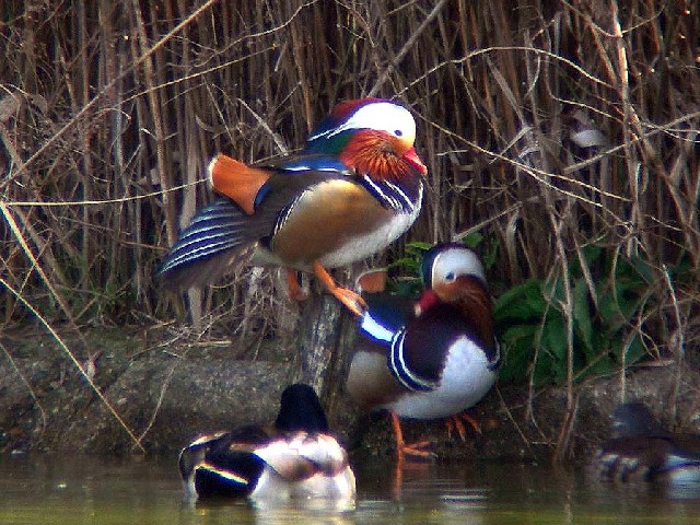 A IVh @ޗǎs@{@2006/03/04@Photo by Takayama