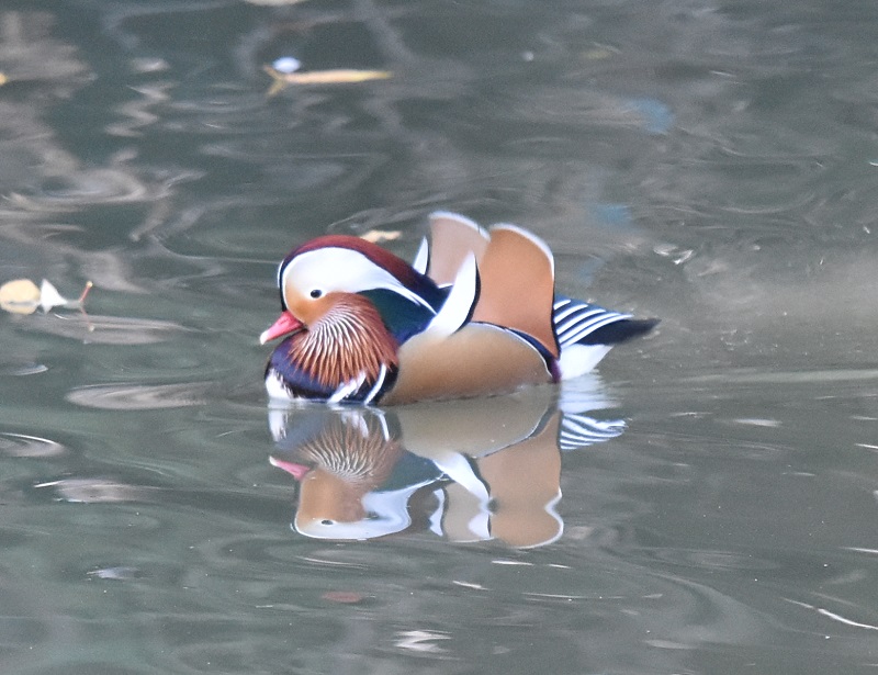 IVhiW-1j@s@Rcr@2017/01/01@Photo by Hayashi