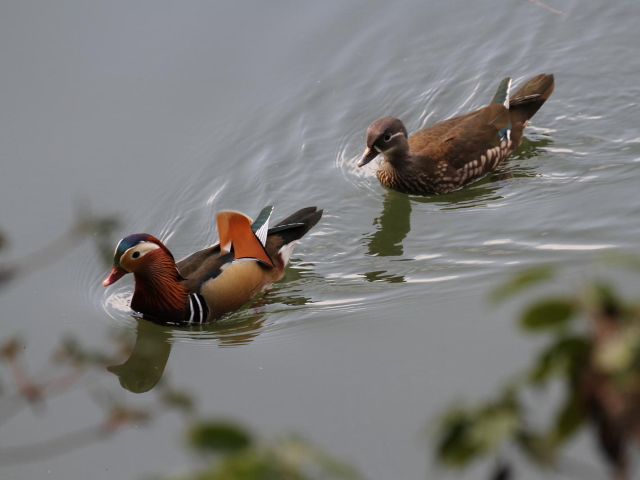 ① オシドリの雌雄　成鳥　宝ヶ池公園　京都市　2013/02/14　Photo by Manda