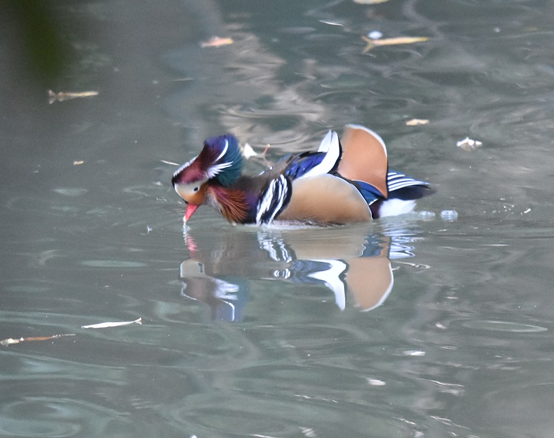 IVhiW-2j@s@Rcr@2017/01/01@Photo by Hayashi