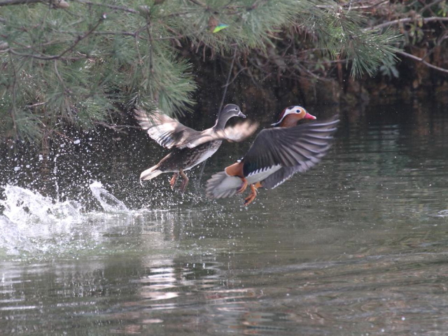 ② オシドリの雌雄　成鳥　宝ヶ池公園　京都市　2013/02/14　Photo by Manda