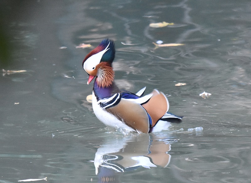 IVhiW-3j@s@Rcr@2017/01/01@Photo by Hayashi