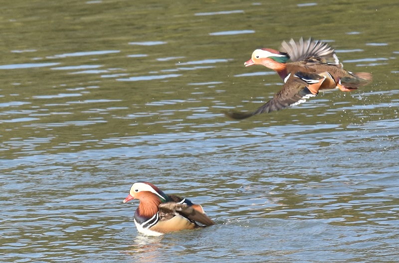 IVhiW-4j@s@Rcr@2017/01/01@Photo by Hayashi