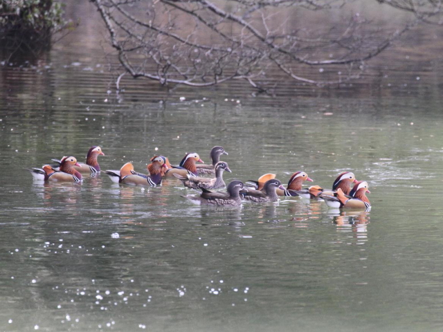 ④ オシドリの集団　成鳥　宝ヶ池公園　京都市　2013/02/14　Photo by Manda