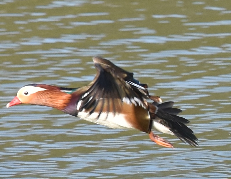 IVhiW-5j@s@Rcr@2017/01/01@Photo by Hayashi