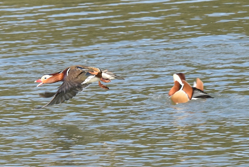 IVhiW-6j@s@Rcr@2017/01/01@Photo by Hayashi