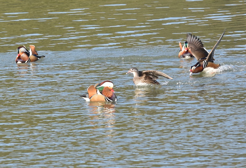 IVhiW-7j@s@Rcr@2017/01/01@Photo by Hayashi