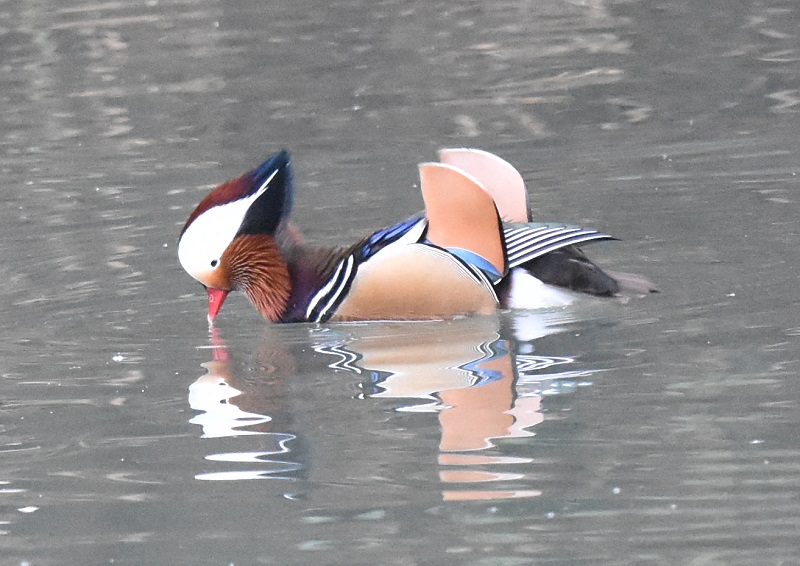 IVhiW-8j@s@Rcr@2017/01/01@Photo by Hayashi